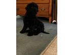 Adopt Shadow a Black Cavalier King Charles Spaniel / Poodle (Miniature) / Mixed