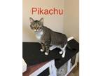 Adopt Pikachu a Gray, Blue or Silver Tabby Domestic Shorthair / Mixed (short