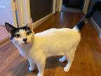 Adopt Kitty Mia a Black & White or Tuxedo Domestic Shorthair (short coat) cat in
