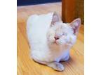 Adopt Betty White Kitten 22213 a Siamese (short coat) cat in Parlier