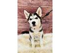 Adopt Lucas a Black Husky / Mixed dog in Elkhorn, WI (33686559)