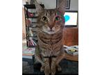 Adopt Little Boy a Brown Tabby Domestic Shorthair / Mixed (short coat) cat in