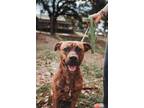 Adopt 53346A Rosemary a Brindle American Staffordshire Terrier / Mixed dog in