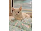 Adopt Chroma a White Domestic Shorthair / Domestic Shorthair / Mixed cat in