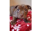 Adopt Lance a Brown/Chocolate American Pit Bull Terrier / Mixed dog in Wooster