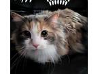 Adopt Louise a Gray or Blue Domestic Longhair / Domestic Shorthair / Mixed cat