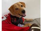 Adopt Bruce a Labrador Retriever / Husky dog in Tampa, FL (33693301)