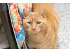 Adopt Pumba a Orange or Red Domestic Shorthair / Domestic Shorthair / Mixed cat