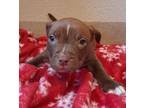 Adopt Lil Man a Brown/Chocolate American Pit Bull Terrier / Mixed dog in