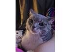Adopt Stormy a Gray, Blue or Silver Tabby American Shorthair (short coat) cat in