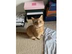 Adopt Dewy/Mr.Cat a Orange or Red Tabby Domestic Shorthair / Mixed (short coat)
