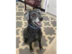 Adopt Iris a Black Labrador Retriever / Mixed dog in Cumberland, MD (32131665)