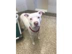Adopt 53310A Honey a White American Staffordshire Terrier / Mixed dog in North
