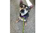 Adopt Loki a Black Rat Terrier / Mixed dog in Syracuse, NY (33694213)