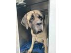 Adopt MINNOW a Brown/Chocolate Mastiff / Mixed dog in Sacramento, CA (33694660)
