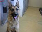 Adopt *DIMITRI a Tan/Yellow/Fawn - with Black German Shepherd Dog / Mixed dog in