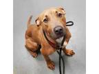 Adopt AUTUMN a Tan/Yellow/Fawn - with White American Pit Bull Terrier / Mixed