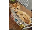 Adopt Tugg a Orange or Red Domestic Mediumhair / Mixed (medium coat) cat in