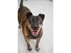 Adopt Zeus a Brown/Chocolate American Pit Bull Terrier / Husky / Mixed dog in