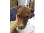 Adopt Rapunzel a Brown/Chocolate American Pit Bull Terrier / Mixed dog in