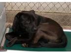 Adopt Ron a Black Labrador Retriever / Mixed dog in Pickens, SC (33694591)
