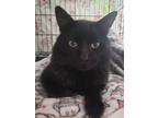 Adopt Blacky a Black (Mostly) Domestic Shorthair / Mixed (short coat) cat in
