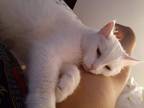 Adopt Princess and Whiteboy a White American Shorthair / Mixed (short coat) cat