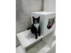 Adopt Percival a All Black Domestic Shorthair / Domestic Shorthair / Mixed cat