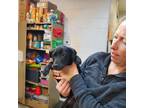 Adopt Nelson a Black Labrador Retriever / Mixed dog in Anderson, IN (33694522)