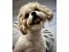 Adopt Daisy a White Shih Tzu / Bichon Frise / Mixed dog in Burton, MI (33694296)
