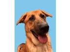 Adopt Aaron a Brown/Chocolate German Shepherd Dog / Mixed dog in Golden Valley