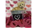 Adopt Bayfield a Orange or Red Domestic Shorthair / Domestic Shorthair / Mixed