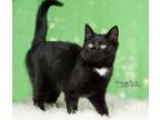 Adopt Bailey a Black & White or Tuxedo Domestic Shorthair (short coat) cat in