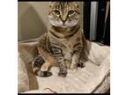 Adopt Ali a Brown Tabby American Shorthair / Mixed (short coat) cat in Chino