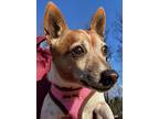 Adopt Rosie a Tan/Yellow/Fawn - with White Jack Russell Terrier / Mixed dog in