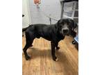 Adopt Cash a Black Labrador Retriever / Mixed dog in Columbus, NC (33694437)