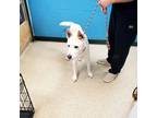 Adopt Bueller a White Shepherd (Unknown Type) / Mixed dog in Anderson