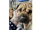 Adopt Moxie a Tan/Yellow/Fawn - with Black Shar Pei / Pug / Mixed dog in