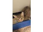 Adopt Toby a Gray or Blue Domestic Shorthair / Domestic Shorthair / Mixed cat in