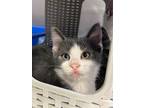 Adopt Anakin a Gray or Blue Domestic Shorthair / Domestic Shorthair / Mixed cat