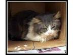 Adopt Floof a Gray or Blue Domestic Longhair / Domestic Shorthair / Mixed cat in