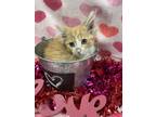 Adopt Raymond a Orange or Red Domestic Shorthair / Domestic Shorthair / Mixed