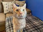 Adopt Thomas a Orange or Red Tabby Domestic Shorthair (short coat) cat in New