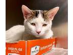 Adopt Sherbet a White Domestic Shorthair / Domestic Shorthair / Mixed cat in