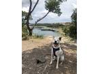 Adopt Sully a White - with Black Australian Cattle Dog / Corgi / Mixed dog in