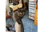Adopt SASHA a All Black Domestic Shorthair / Mixed (short coat) cat in Loveland