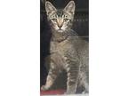 Adopt Pauly a Brown Tabby Domestic Shorthair (short coat) cat in Tehachapi
