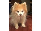 Adopt Jesse Owner Died has no one! a Pomeranian / Mixed dog in Rowayton