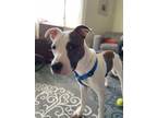 Adopt Harris a Brindle - with White American Pit Bull Terrier / American