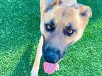Adopt A1138631 a Brown/Chocolate - with Black German Shepherd Dog / Mixed dog in